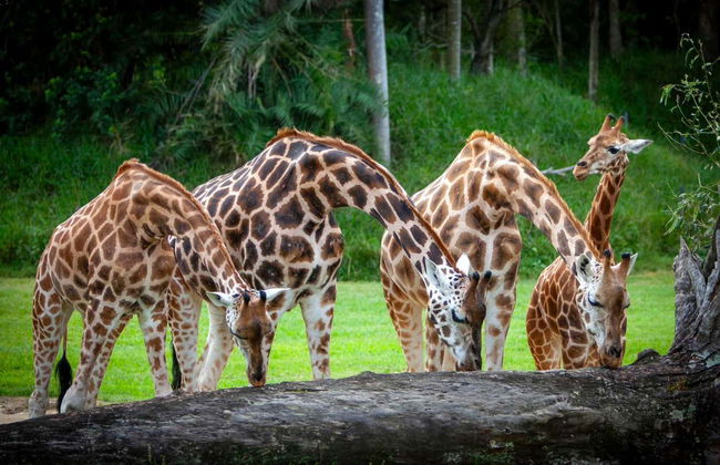 Australia Zoo Entrance Ticket - Foto 5