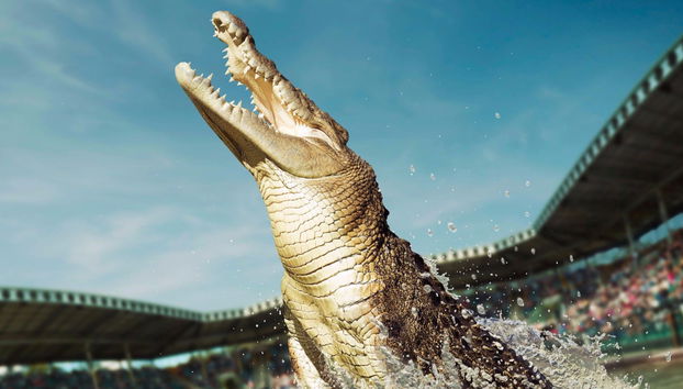 Escursione all'Australia Zoo - Foto 3