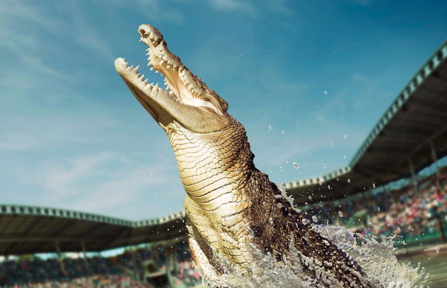 Australia Zoo Experience - Foto 1