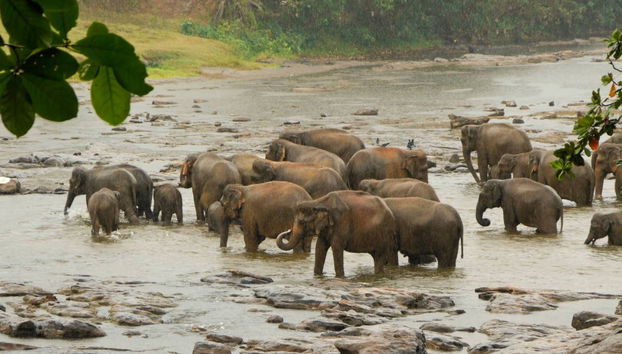 Kandy Private Trip - Foto 3