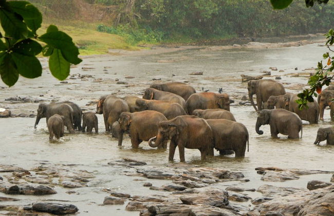 Kandy Private Trip - Foto 3