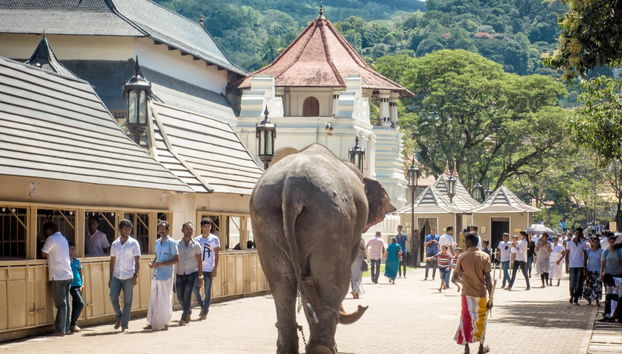 Kandy Private Trip - Foto 4