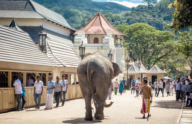 Kandy Private Trip - Foto 4