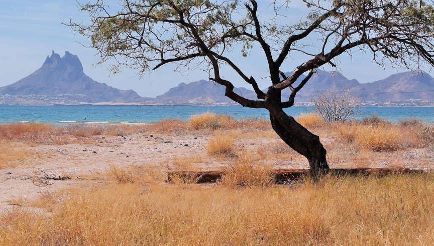 Tour de 3 días por el desierto de Sonora - Foto 2