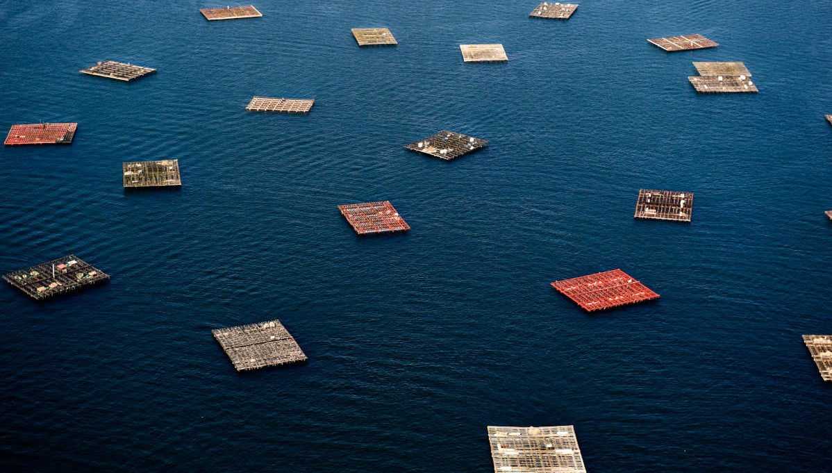 Passeio de barco pela Ria + Degustação de mexilhões - Foto 1