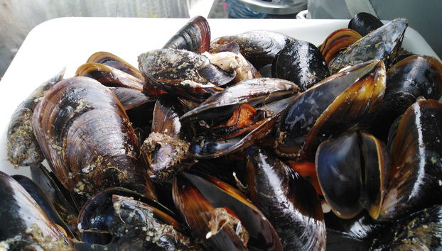 Passeio de barco pela Ria + Degustação de mexilhões - Foto 3