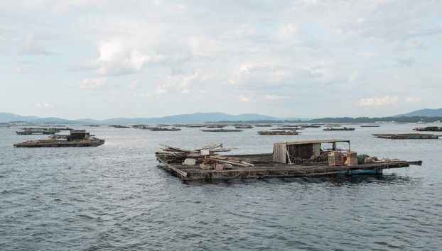 Passeio de barco pela Ria + Degustação de mexilhões - Foto 2