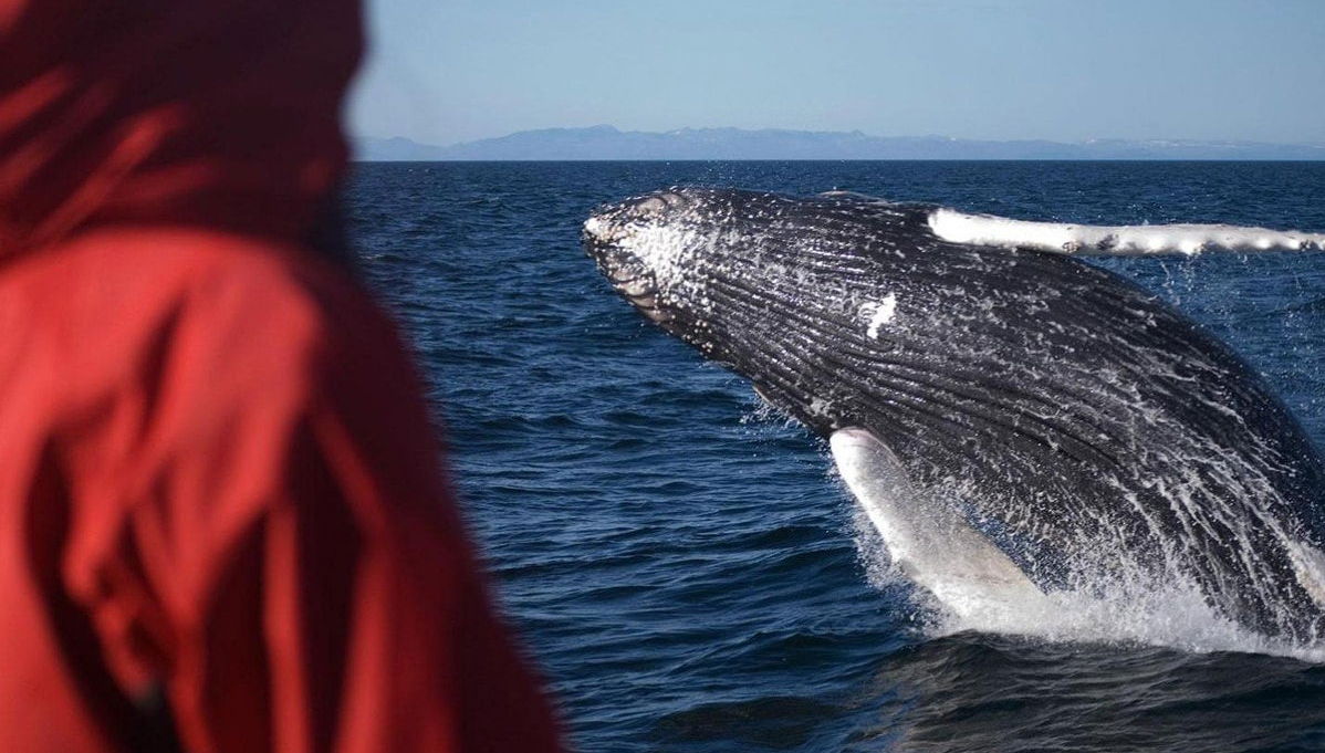 Avvistamento di balene - Foto 1