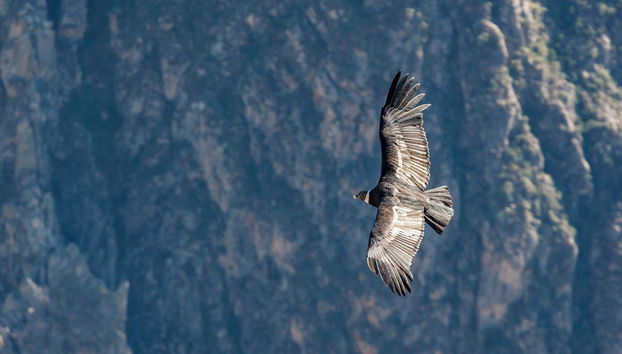 Tour de 2 días por el Cañón del Colca finalizando en Arequipa - Foto 3