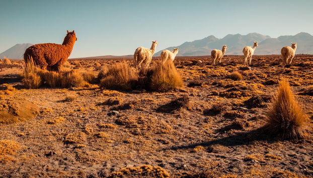 Tour de 2 días por el Cañón del Colca finalizando en Arequipa - Foto 4