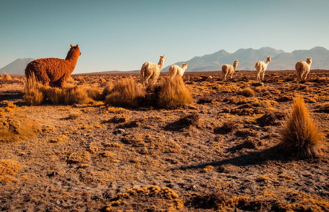 Tour de 2 días por el Cañón del Colca finalizando en Arequipa - Foto 4