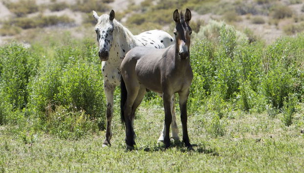 Excursion privée au refuge de Los Manantiales - Photo 4