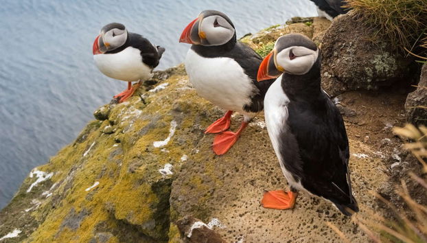 Látrabjarg & Raudasandur Day Trip - Foto 3