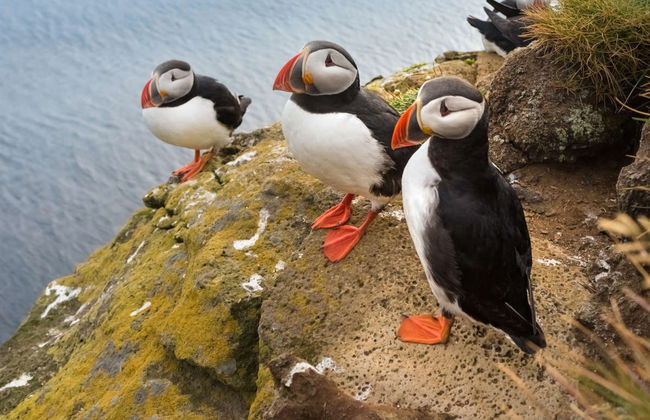 Látrabjarg & Raudasandur Day Trip - Foto 3