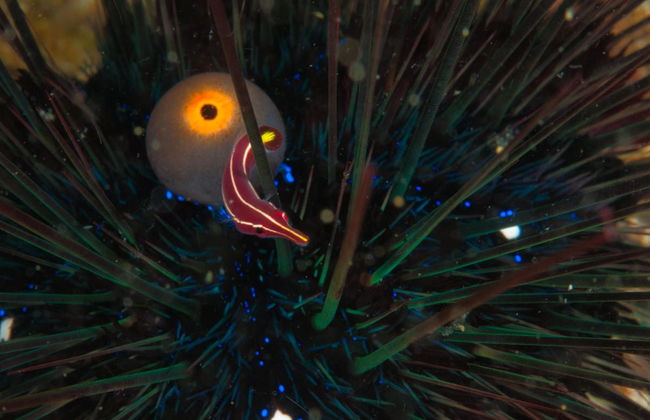 Malapascua Night Diving - Foto 1