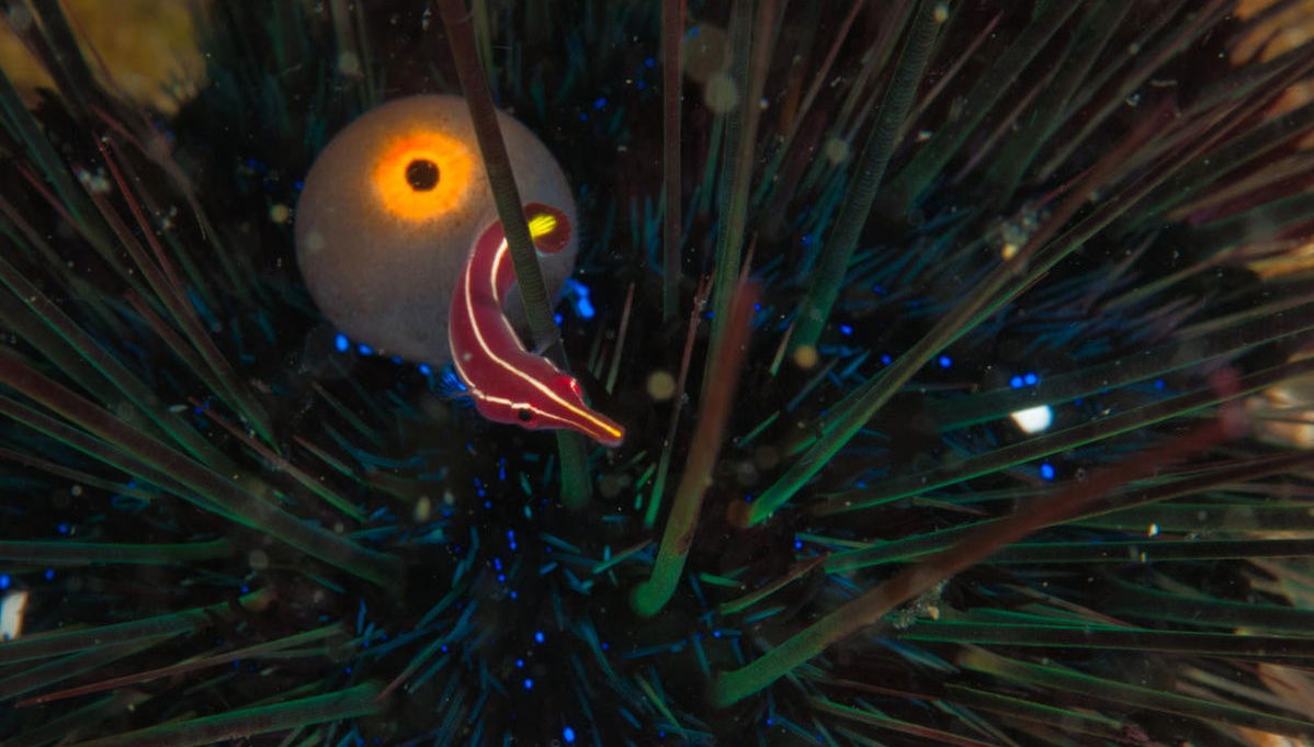 Immersione notturna a Malapascua - Foto 1