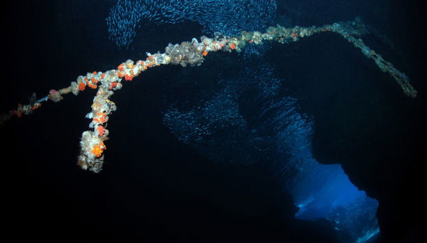 Immersione notturna a Malapascua - Foto 3