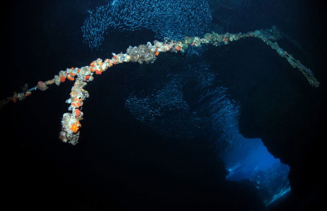 Malapascua Night Diving - Foto 3