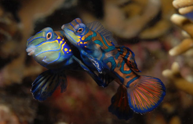 Buceo nocturno en Malapascua - Foto 3