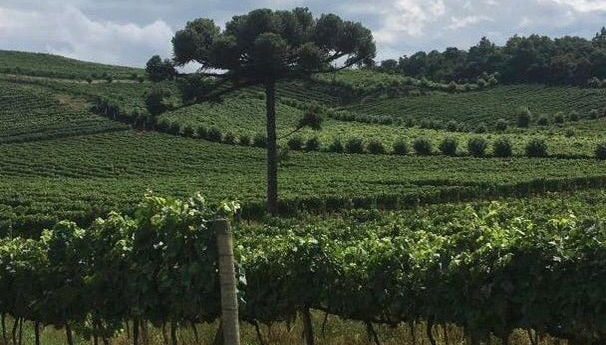 Tour de quesos y vinos por Bento Gonçalves - Foto 1