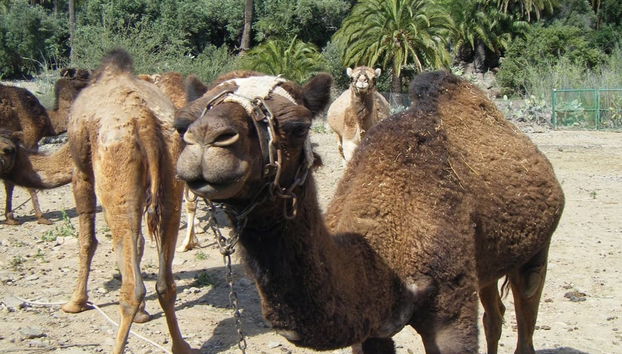 Jeep safari por el sur de Gran Canaria - Foto 3