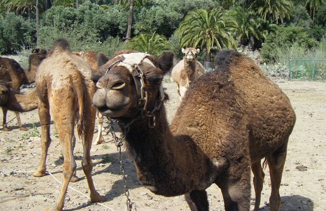 Jeep safari por el sur de Gran Canaria - Foto 3