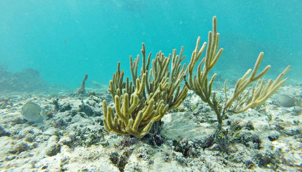 Snorkel en Puerto Morelos - Foto 4