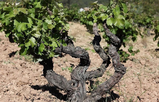 MontRubi Winery Visit - Photo 1