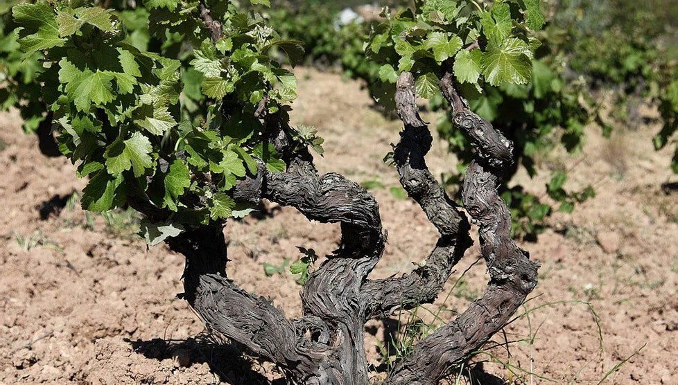 Visita a la bodega MontRubí - Foto 1