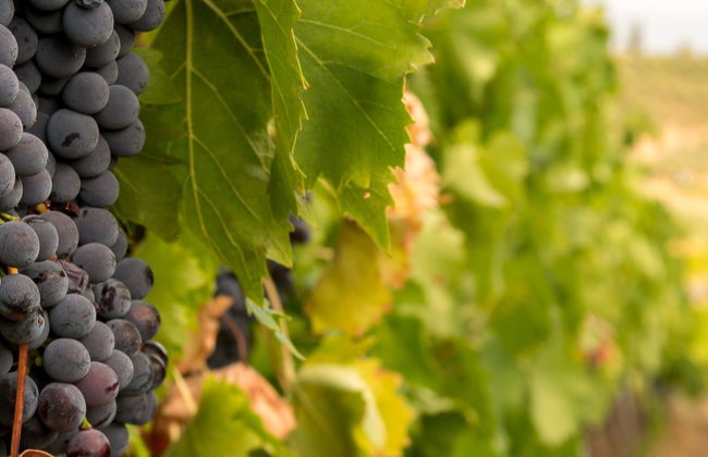 MontRubi Winery Visit - Photo 9