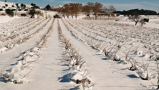 Visita a la bodega MontRubí - Foto 2