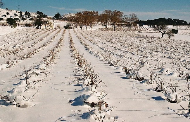 Visita a la bodega MontRubí - Foto 2