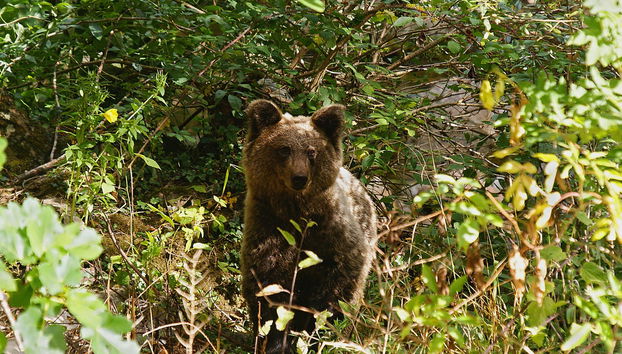 Cantabrian Brown Bear Sighting - Photo 3