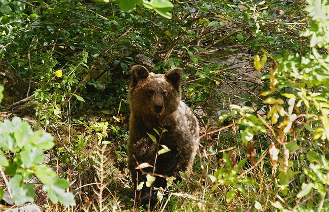 Avvistamento dell'orso bruno cantabrico nelle Asturie - Foto 3