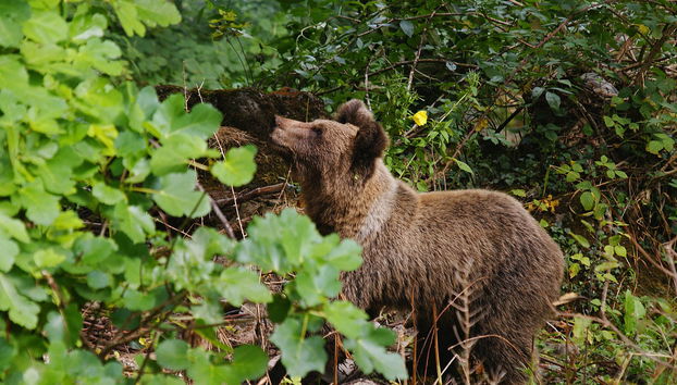 Cantabrian Brown Bear Sighting - Photo 2