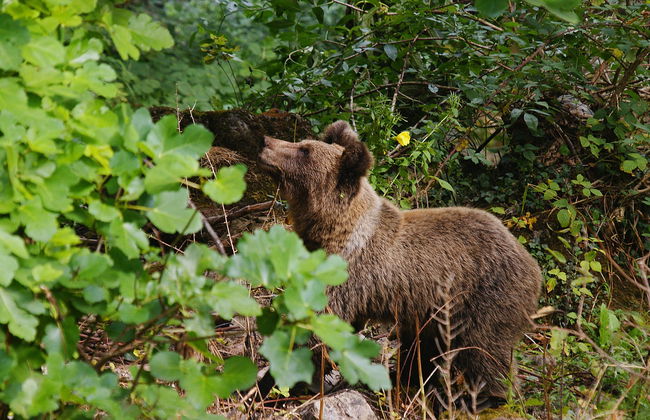 Avvistamento dell'orso bruno cantabrico nelle Asturie - Foto 2