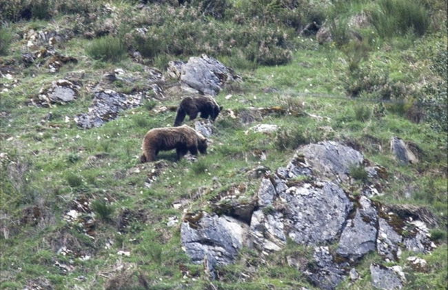 Avvistamento dell'orso bruno cantabrico nelle Asturie - Foto 7