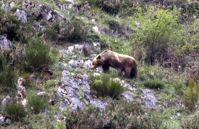 Avvistamento dell'orso bruno cantabrico nelle Asturie - Foto 6