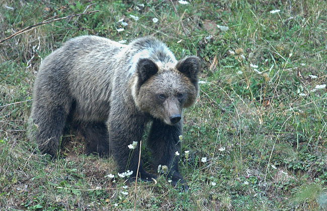 Avvistamento dell'orso bruno cantabrico nelle Asturie - Foto 1