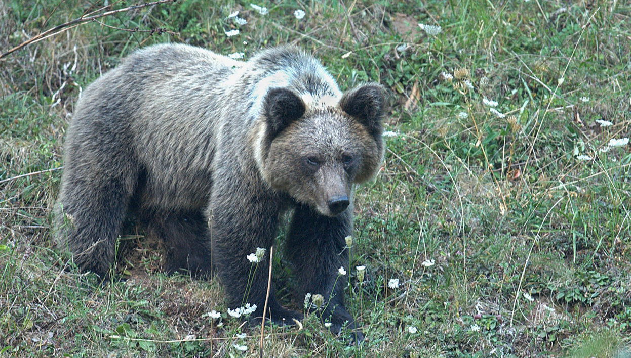 Cantabrian Brown Bear Sighting - Photo 1