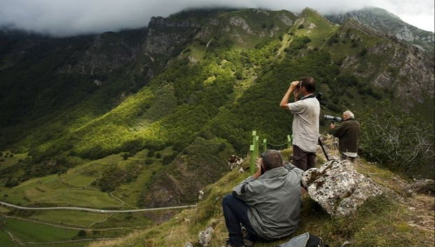 Cantabrian Brown Bear Sighting - Photo 4
