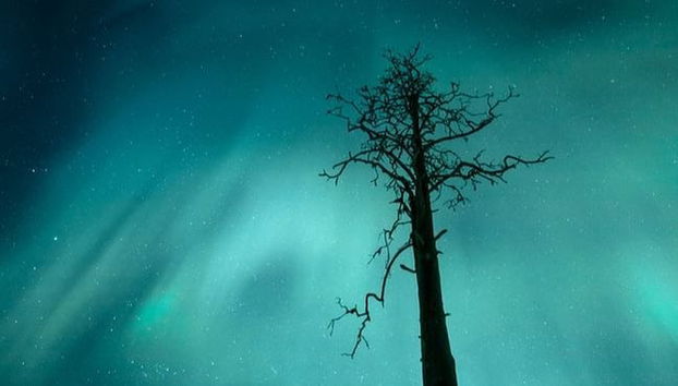 Aurora Borealis Snowshoe Tour - Foto 3