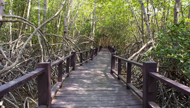 Los Haitises National Park Hike + Boat Trip - Foto 4