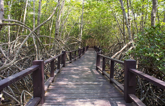Senderismo y paseo en barco por el Parque Nacional Los Haitises - Foto 4