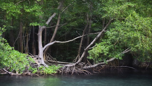 Los Haitises National Park Hike + Boat Trip - Foto 3