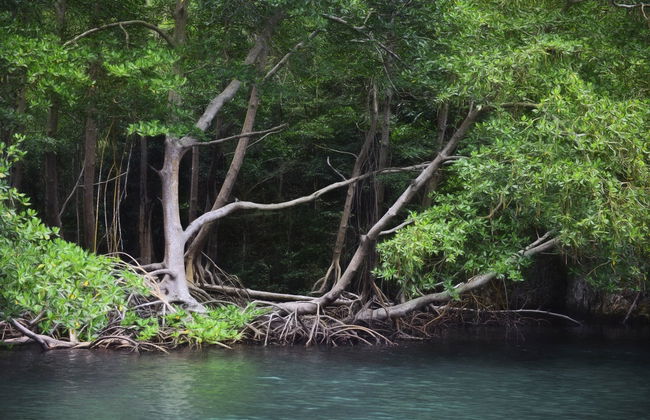 Senderismo y paseo en barco por el Parque Nacional Los Haitises - Foto 3