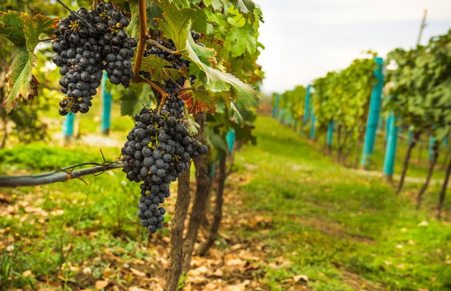 Private Day Trip from Tbilisi - Foto 5