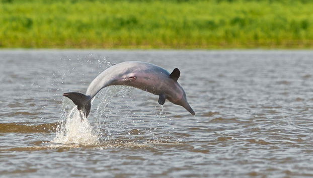 Yanayacu River 3, 4 or 5-Day Tour - Photo 5