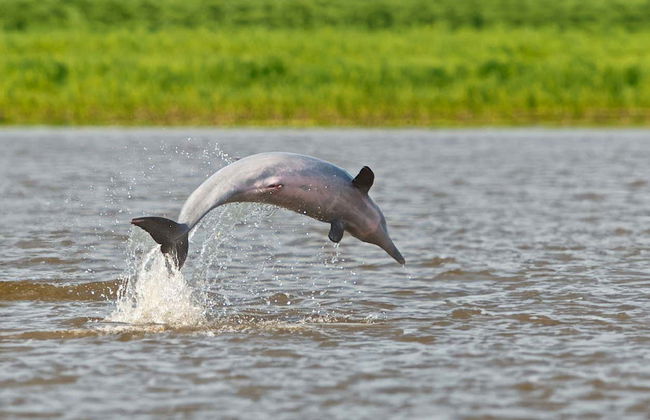 Yanayacu River 3, 4 or 5-Day Tour - Photo 5
