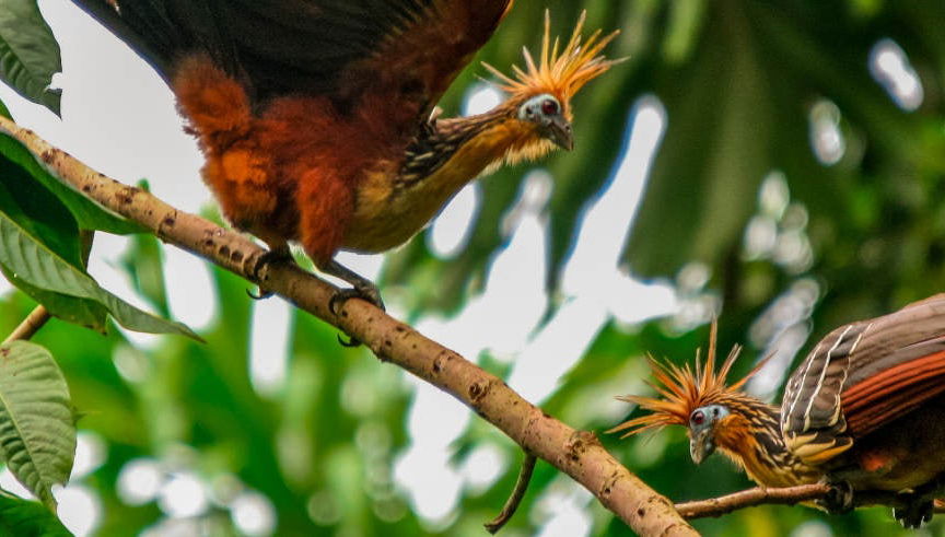 Yanayacu River 3, 4 or 5-Day Tour